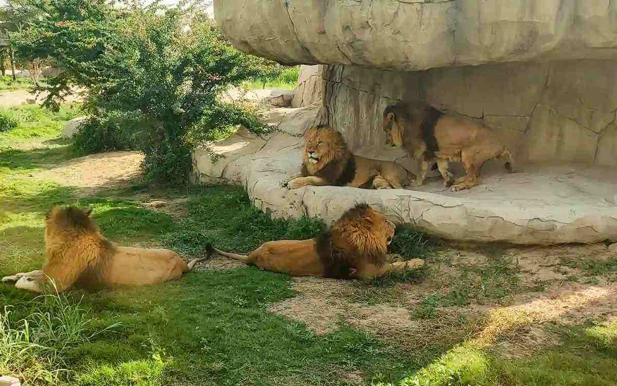 Wildlife and Animal Species