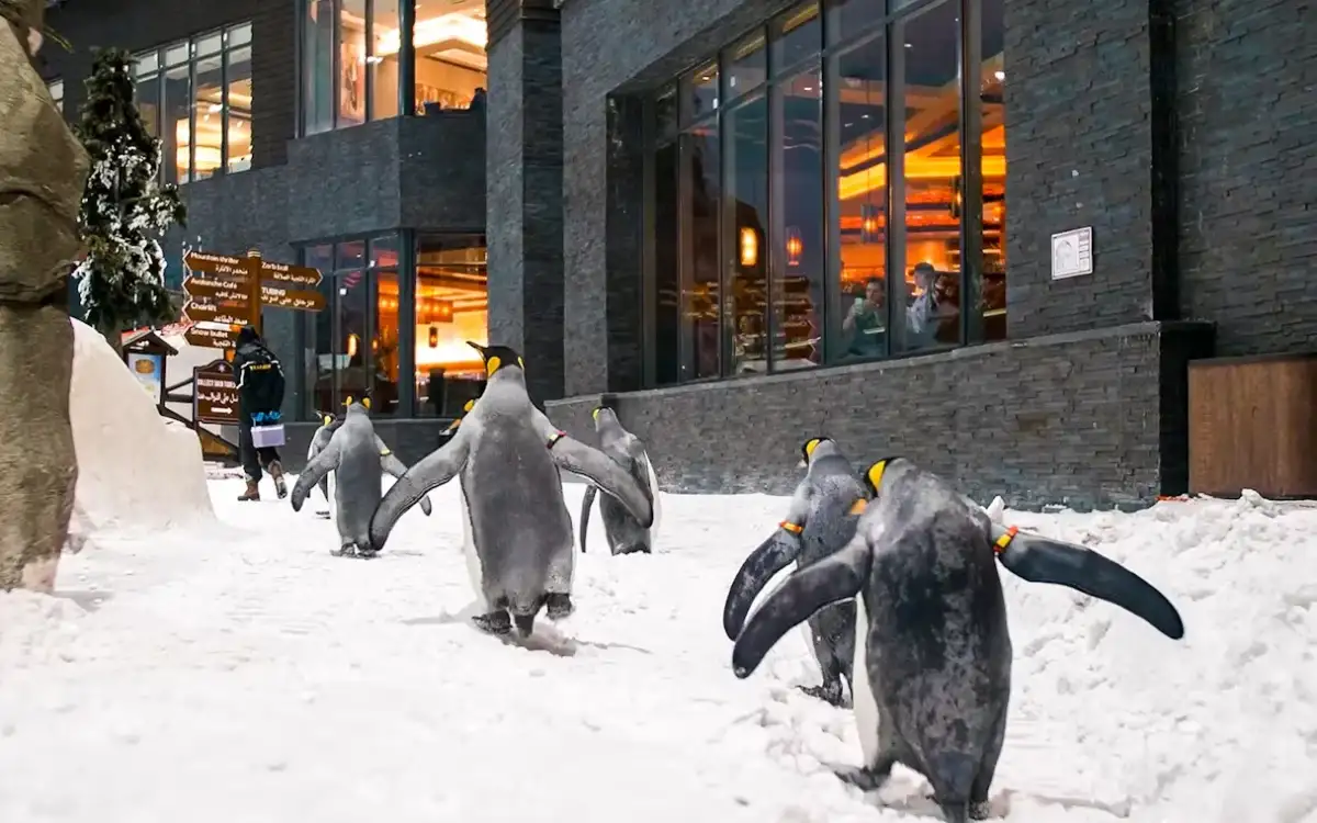 Les installations de ski à Dubaï offrent une expérience inoubliable.